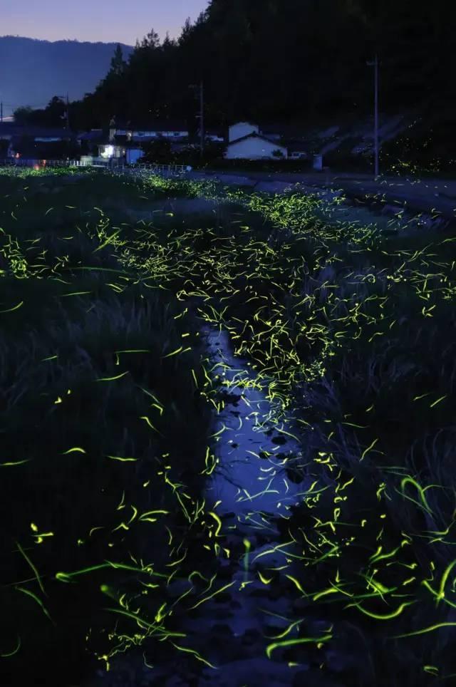 盐和避难所